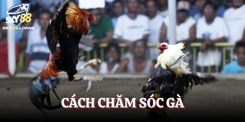 Cách Chăm Sóc Gà Đá-Bí Quyết Giúp Tăng Sức Chiến Đấu