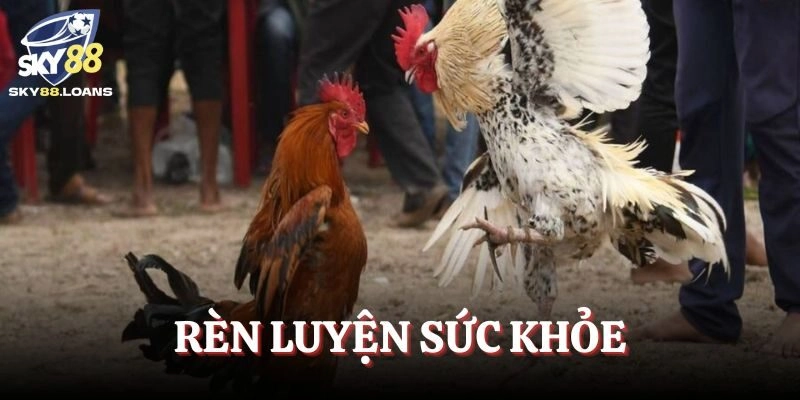 Rèn luyện về thể chất cho chiến kê