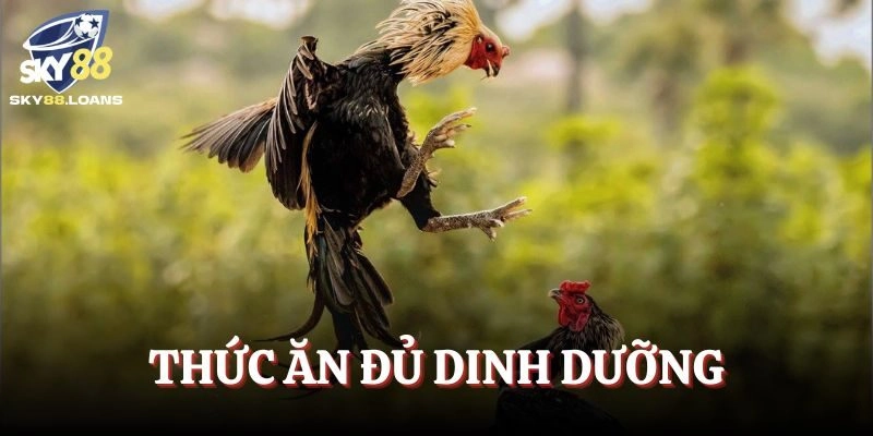 Thức ăn cho gà chọi