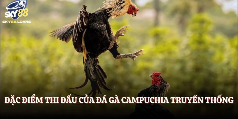 Đặc điểm thi đấu của đá gà Campuchia truyền thống