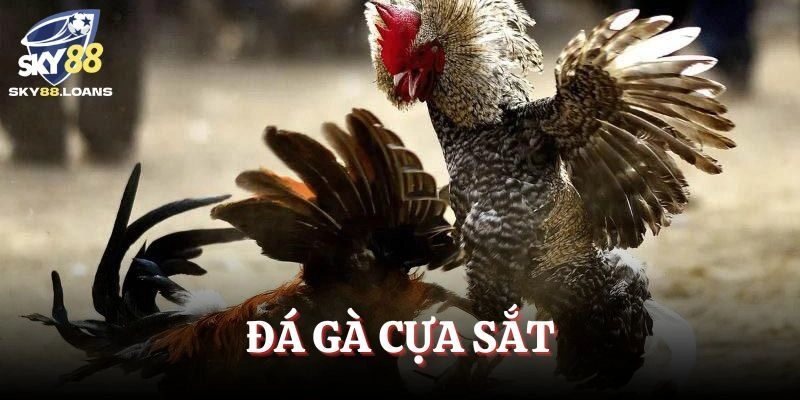 Đá Gà Cựa Sắt 2025 – Loại Hình Giải Trí Tinh Hoa Đặc Sắc