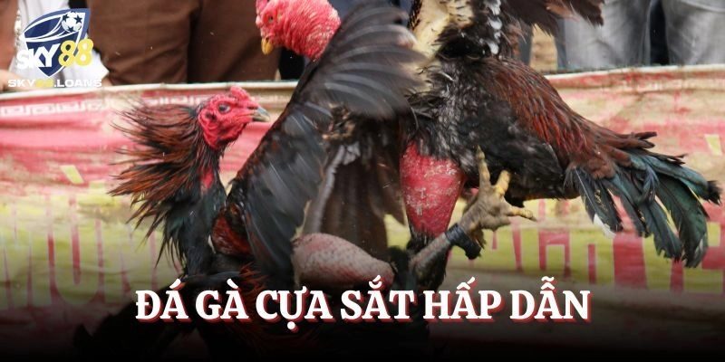 Đá gà cựa sắt hấp dẫn và kích thích