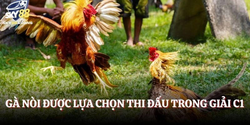 Gà nòi được lựa chọn thi đấu trong giải C1 