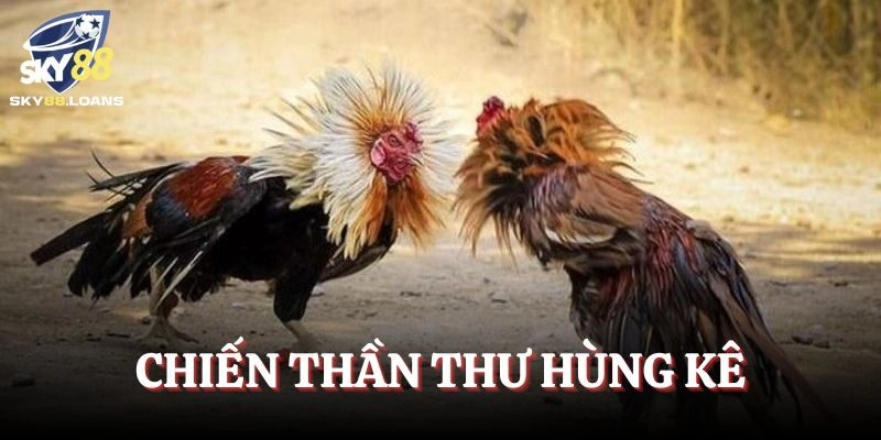 Chiến thần Thư Hùng Kê được đánh giá cao