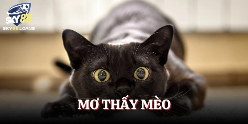 Mơ Thấy Mèo – Những Báo Hiệu Sắp Đến Trong Tương Lai