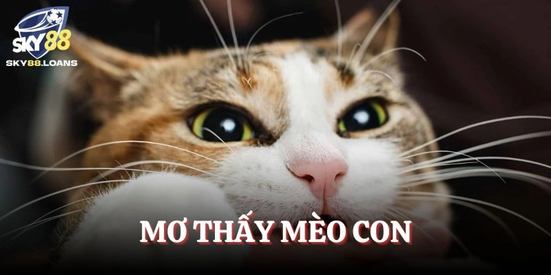 Mơ thấy mèo con đem lại may mắn